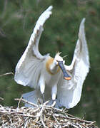 Eurasian Spoonbill