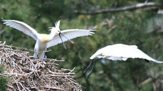 Eurasian Spoonbill