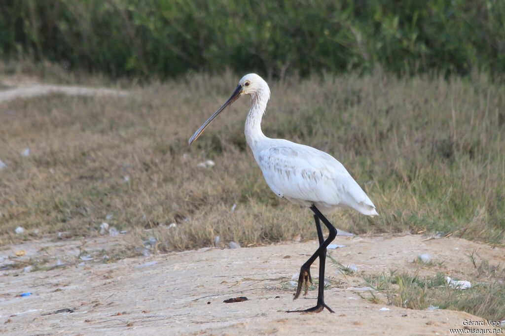 Eurasian Spoonbilladult