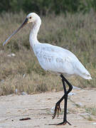 Eurasian Spoonbill