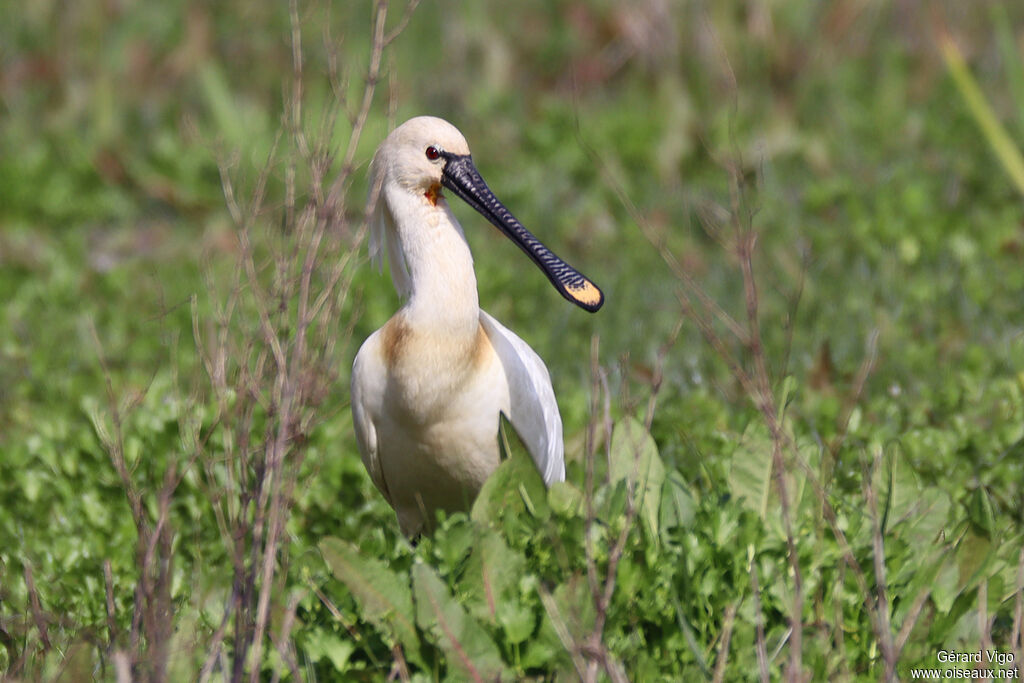 Eurasian Spoonbilladult