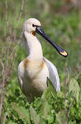 Eurasian Spoonbill