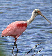 Roseate Spoonbill