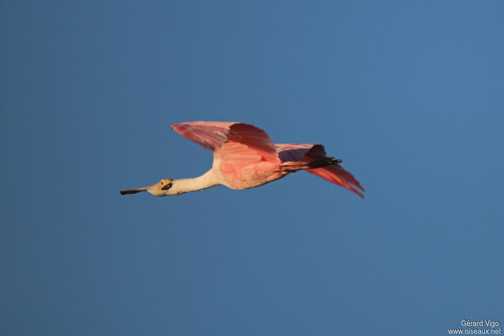 Roseate Spoonbilladult, Flight