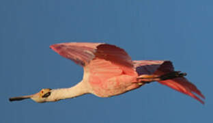 Roseate Spoonbill