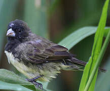 Yellow-bellied Seedeater