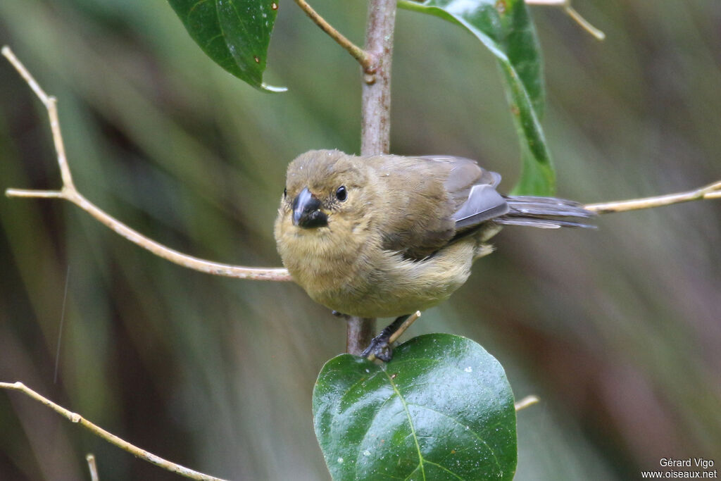 Yellow-bellied Seedeater female adult