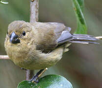 Yellow-bellied Seedeater