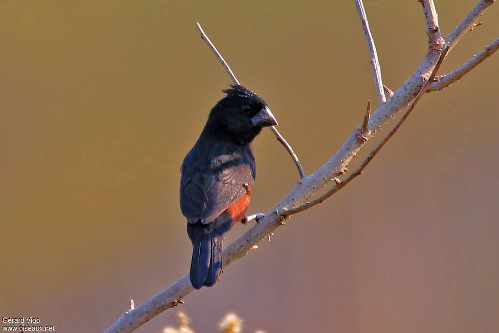 Chestnut-bellied Seed Finch male adult, pigmentation