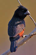 Chestnut-bellied Seed Finch