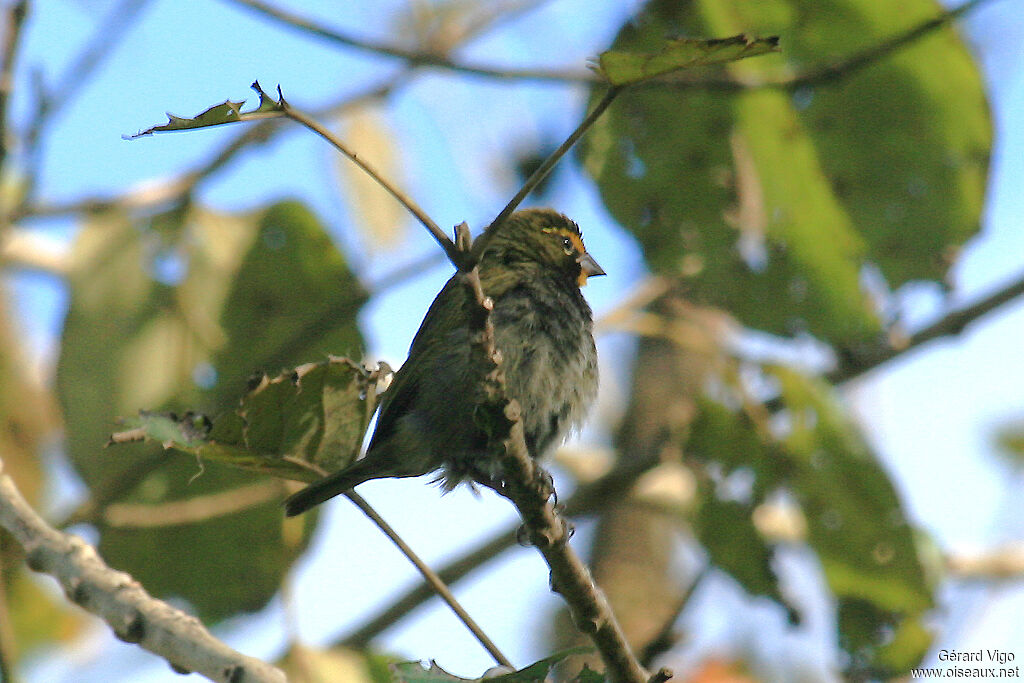 Yellow-faced Grassquit