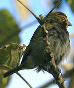 Yellow-faced Grassquit