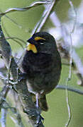 Yellow-faced Grassquit