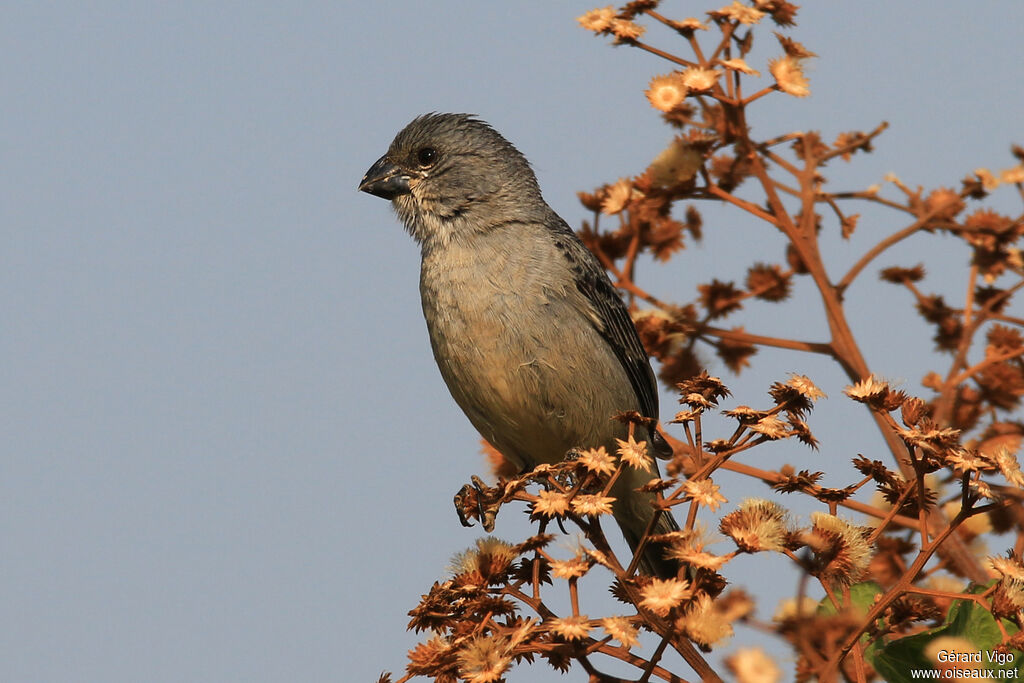 Plumbeous Seedeater male adult