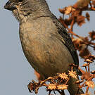 Sporophile gris-de-plomb