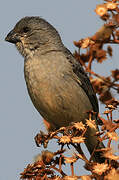 Plumbeous Seedeater