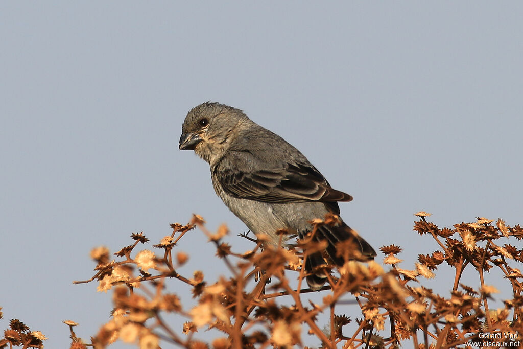 Sporophile gris-de-plomb mâle adulte