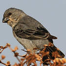 Sporophile gris-de-plomb