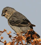 Plumbeous Seedeater