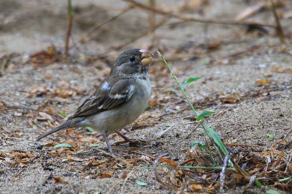 Parrot-billed Seedeater male subadult, identification