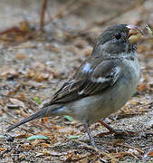 Parrot-billed Seedeater