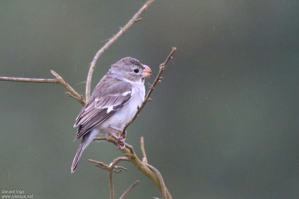 Sporophile perroquet femelle adulte, identification