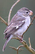 Parrot-billed Seedeater