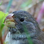 Parrot-billed Seedeater