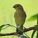 Sporophile petit-louis