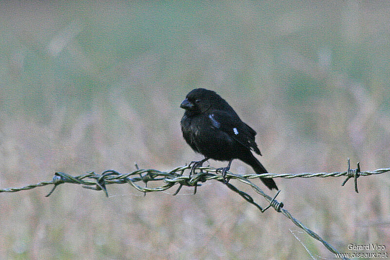 Variable Seedeater male adult