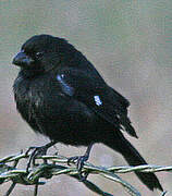 Variable Seedeater