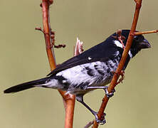 Variable Seedeater