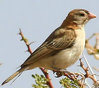 Speckle-fronted Weaver