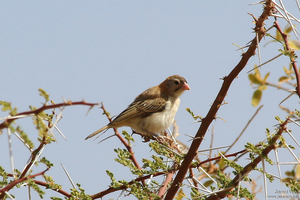 Speckle-fronted Weaveradult