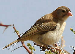 Speckle-fronted Weaver