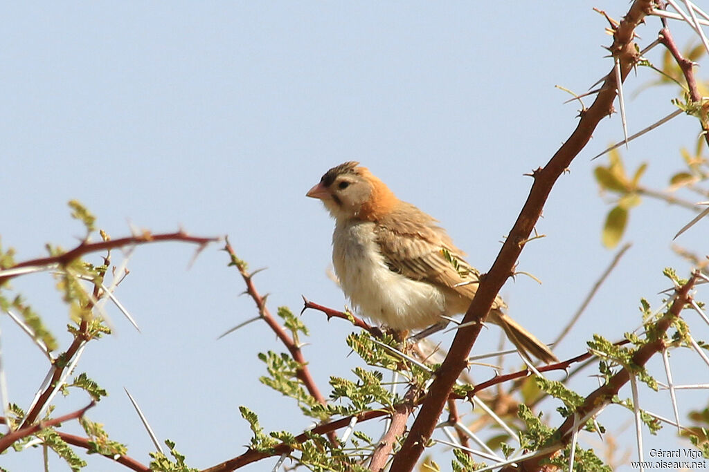 Speckle-fronted Weaveradult