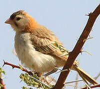 Speckle-fronted Weaver
