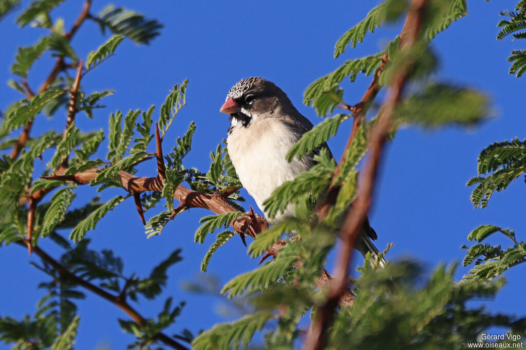 Sporopipe squameuxadulte