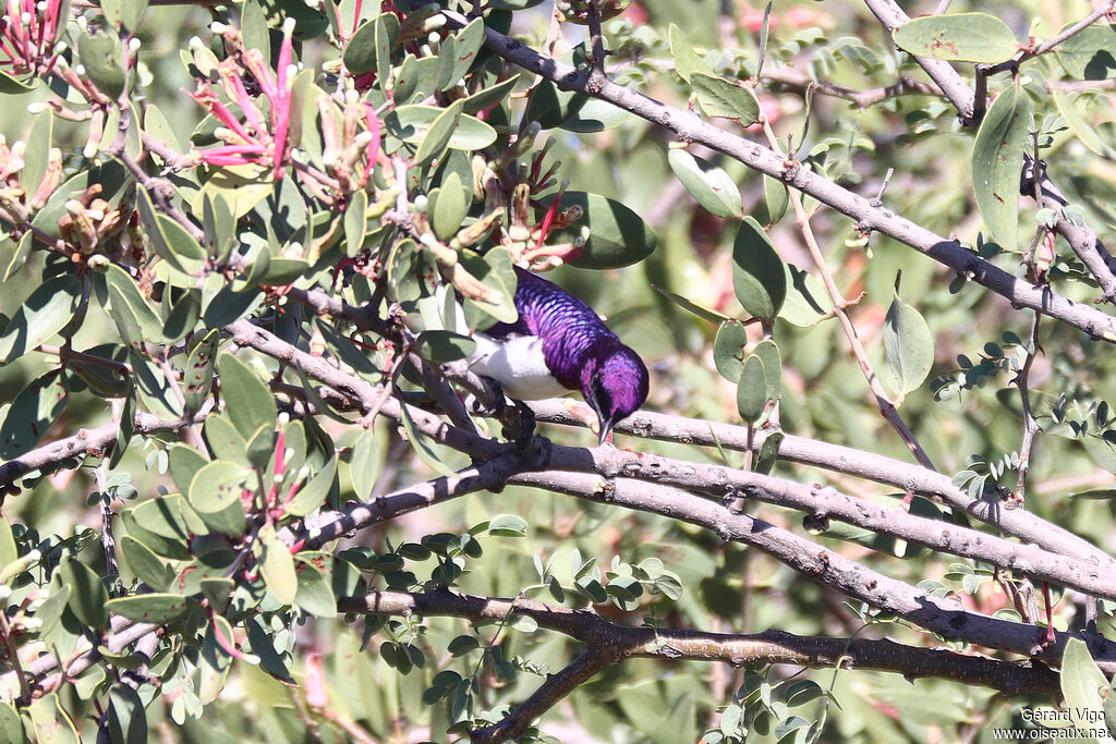 Spréo améthyste - Étourneau améthyste<br />adulte