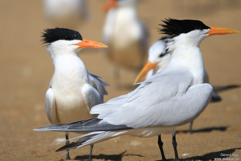 West African Crested Ternadult