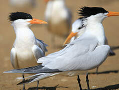 West African Crested Tern