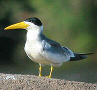 Large-billed Tern