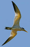 Large-billed Tern