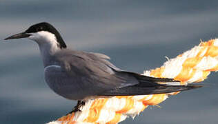 White-cheeked Tern