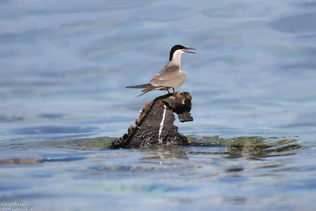 White-cheeked Ternadult breeding, identification