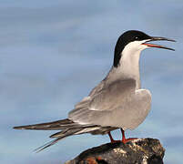 White-cheeked Tern