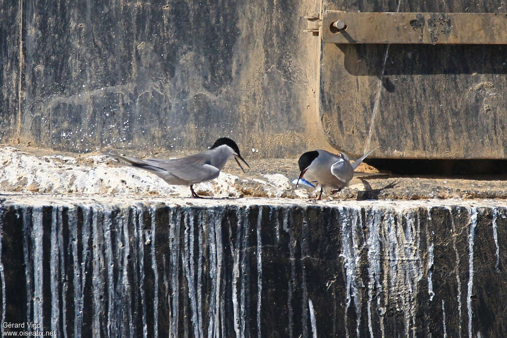 White-cheeked Ternadult breeding, identification