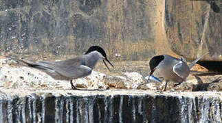 White-cheeked Tern