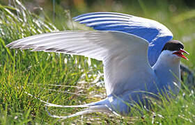 Arctic Tern