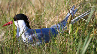 Arctic Tern